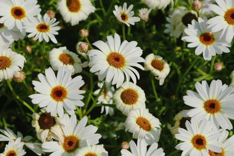 Leucanthemum maximum