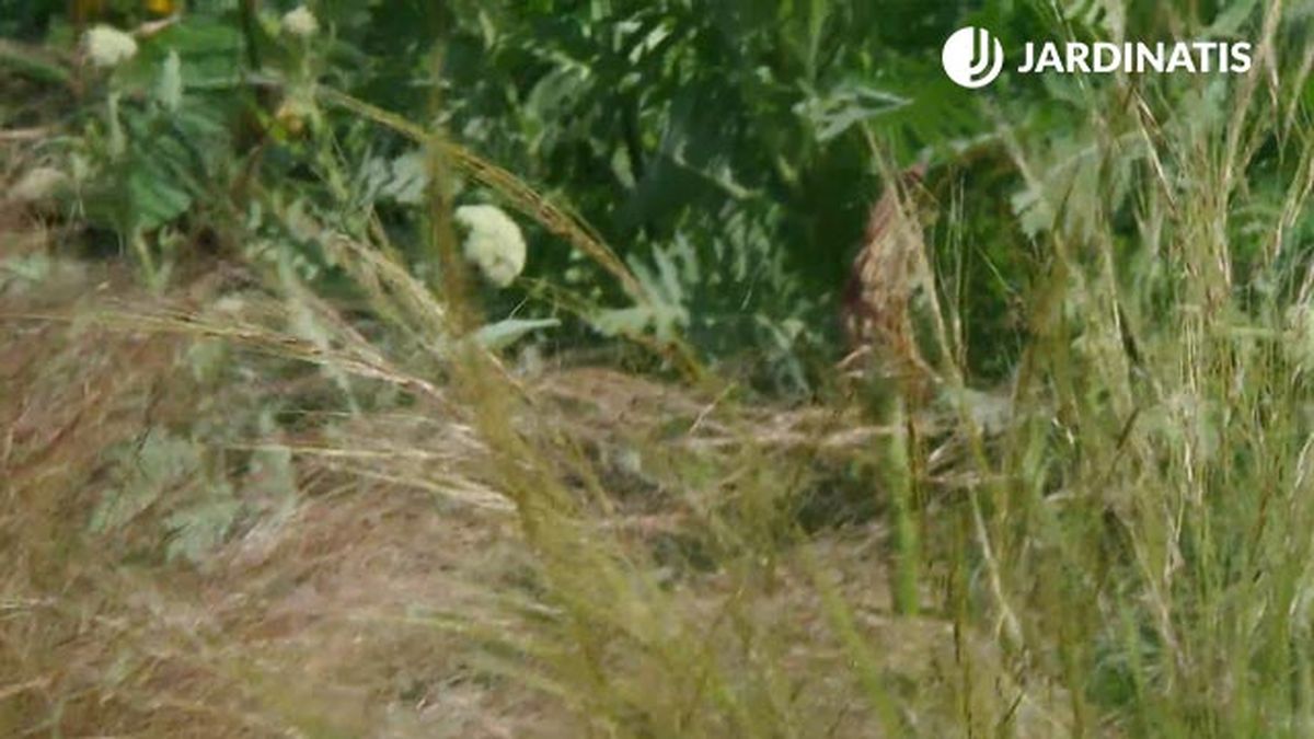 Stipa tenuissima mexican feather Grass deco622