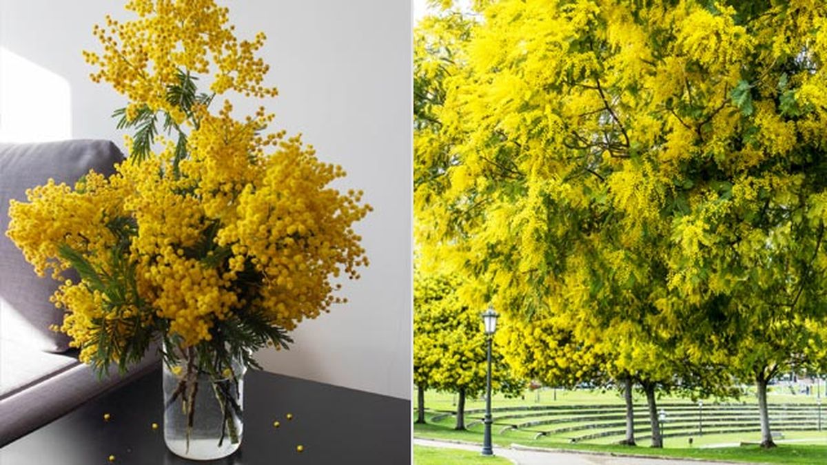 floracion amarilla acacia dealbata decoracion