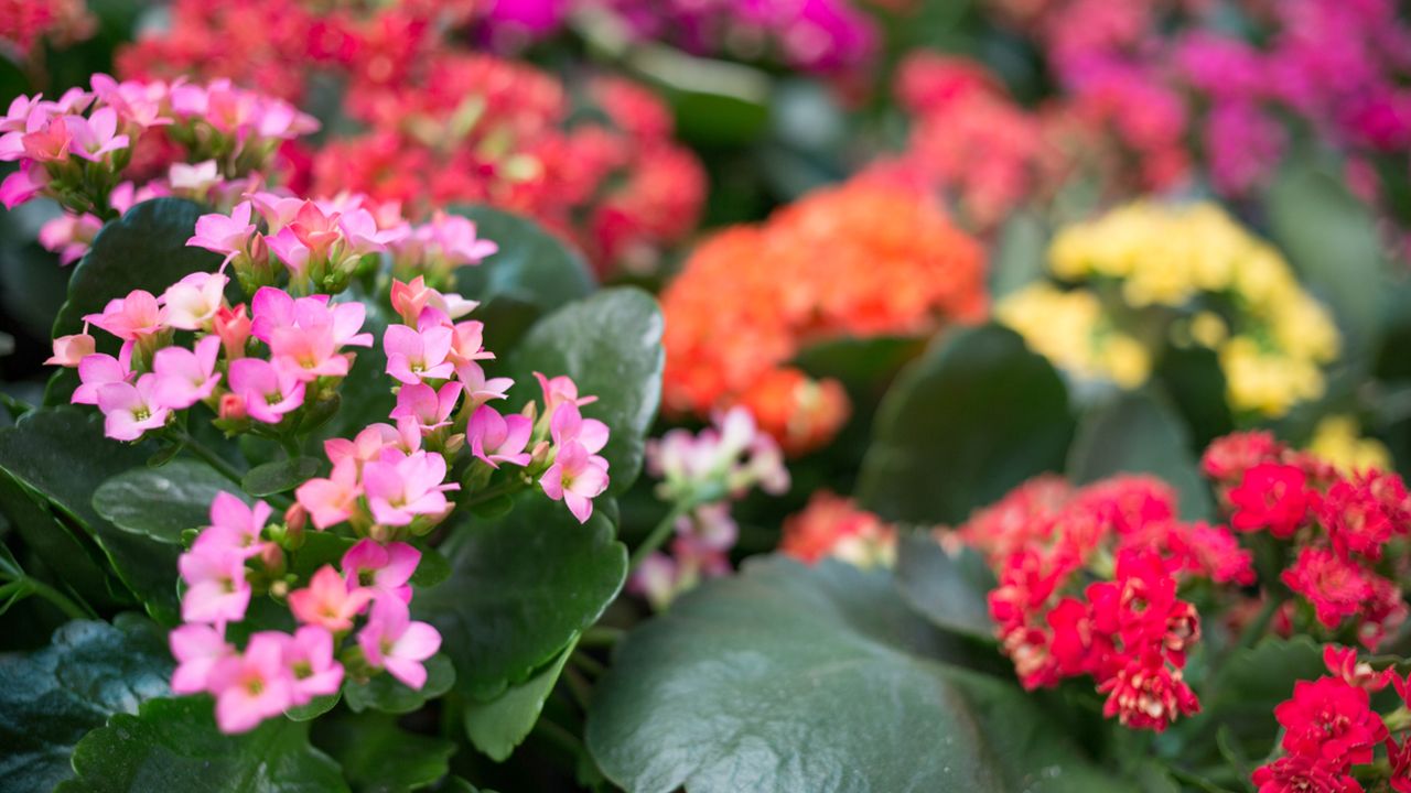 kalanchoe descripcion y cuidados xl