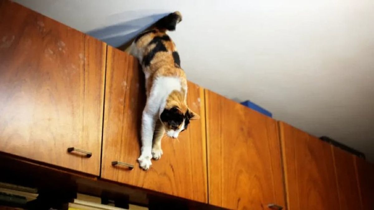 epilepsia en gatos 1