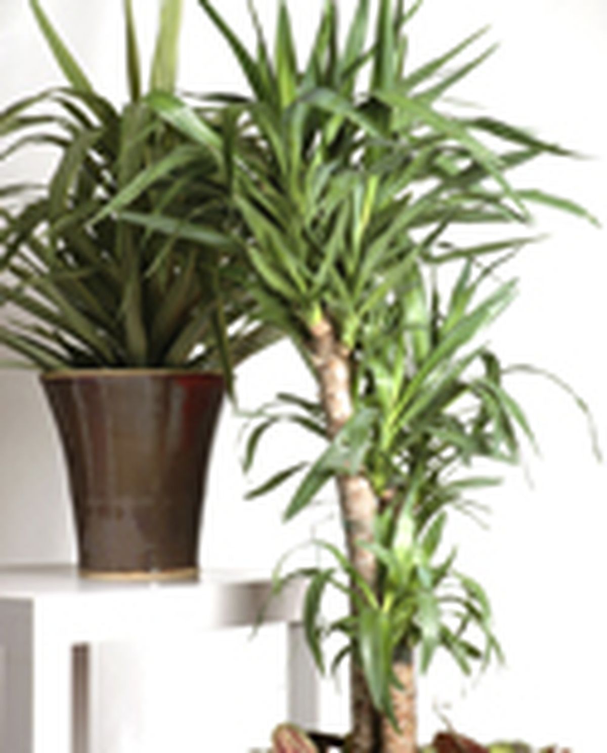 71204 yuca p01 intro