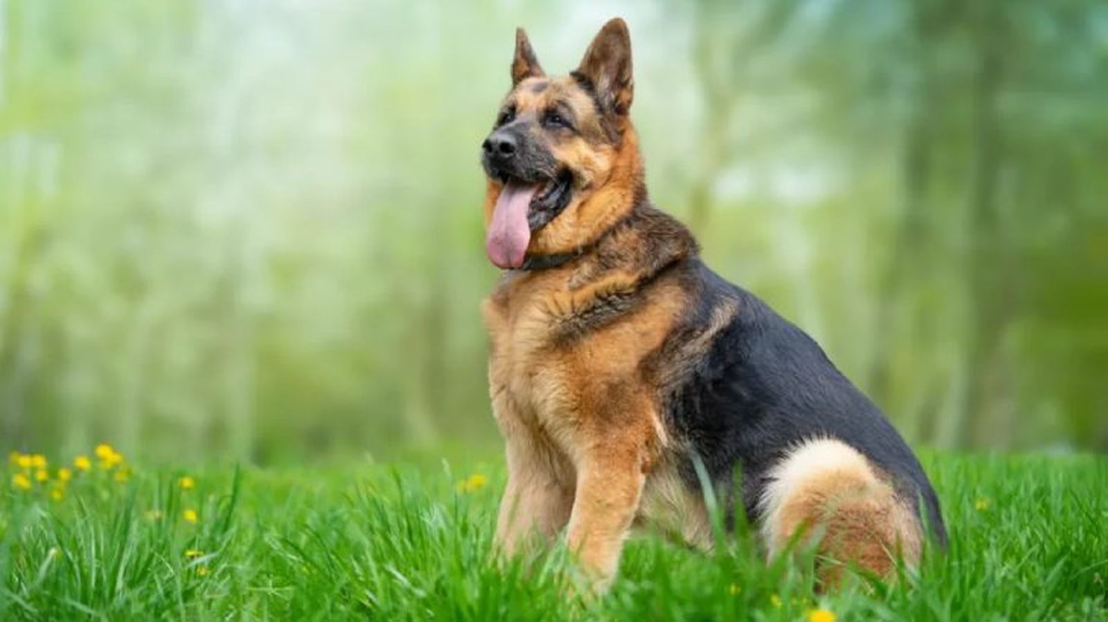 perros que parecen lobos pastor aleman