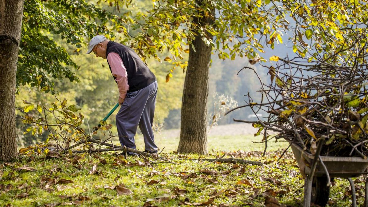 Podar los arboles del jardín