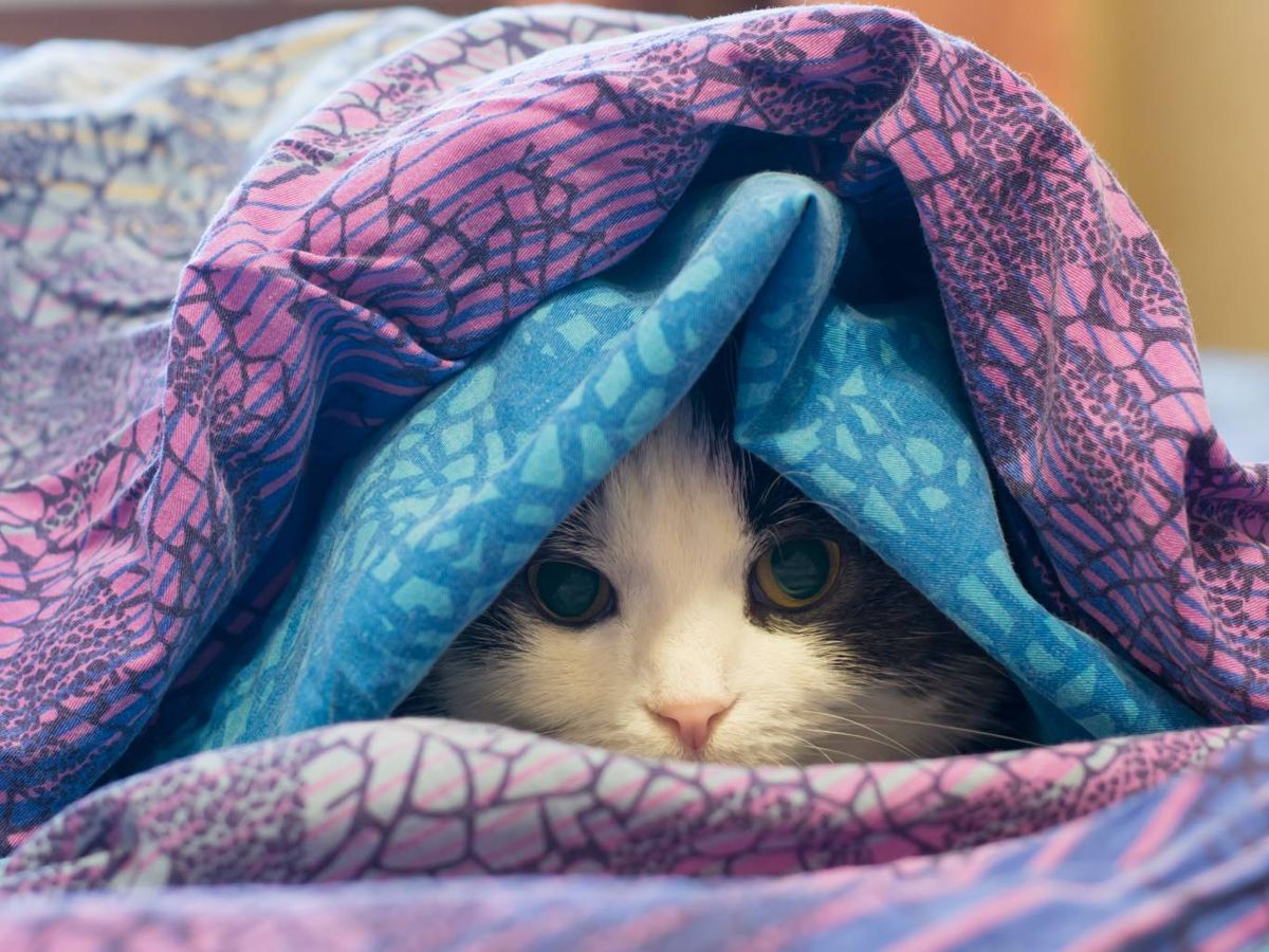 Una buena alimentación también ayuda a reforzar el sistema inmune del animal.