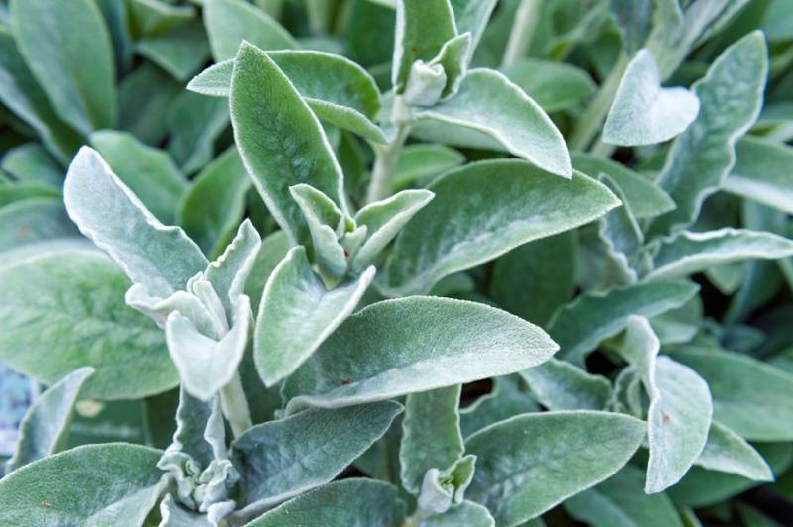 Stachys byzantina