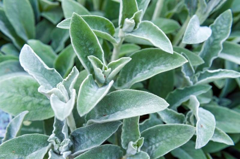Stachys byzantina