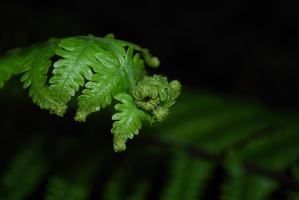 Asplenium