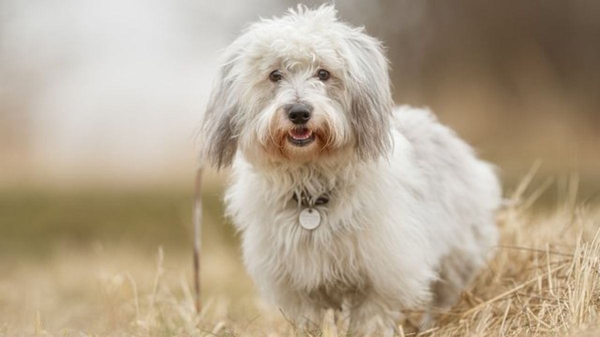 coton de tulear 1
