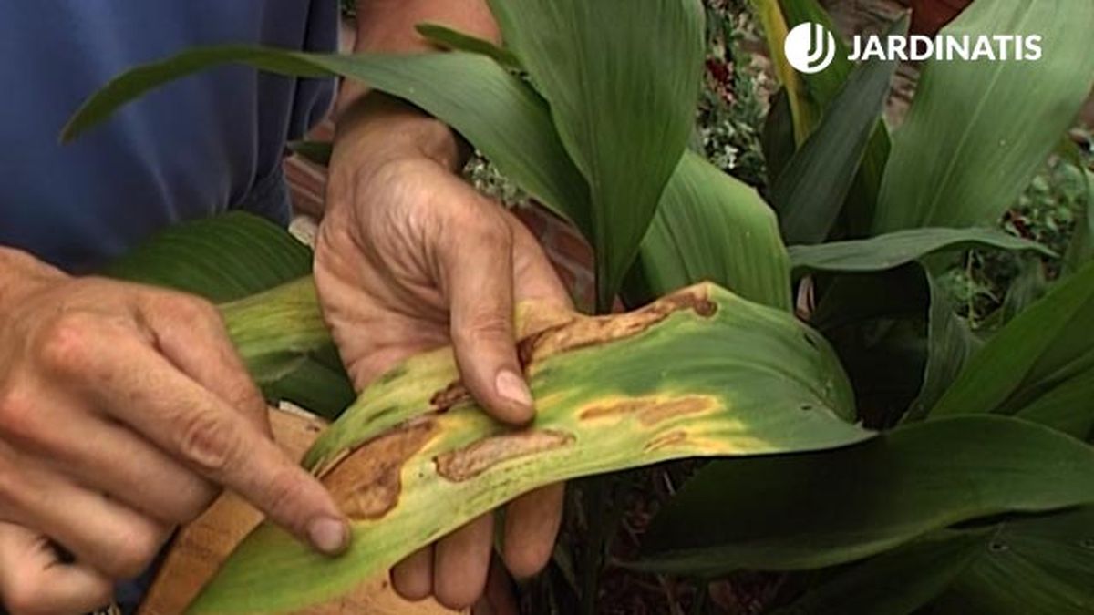 aspidistra hojas amarillas y quemadas por el sol brico 308 xl