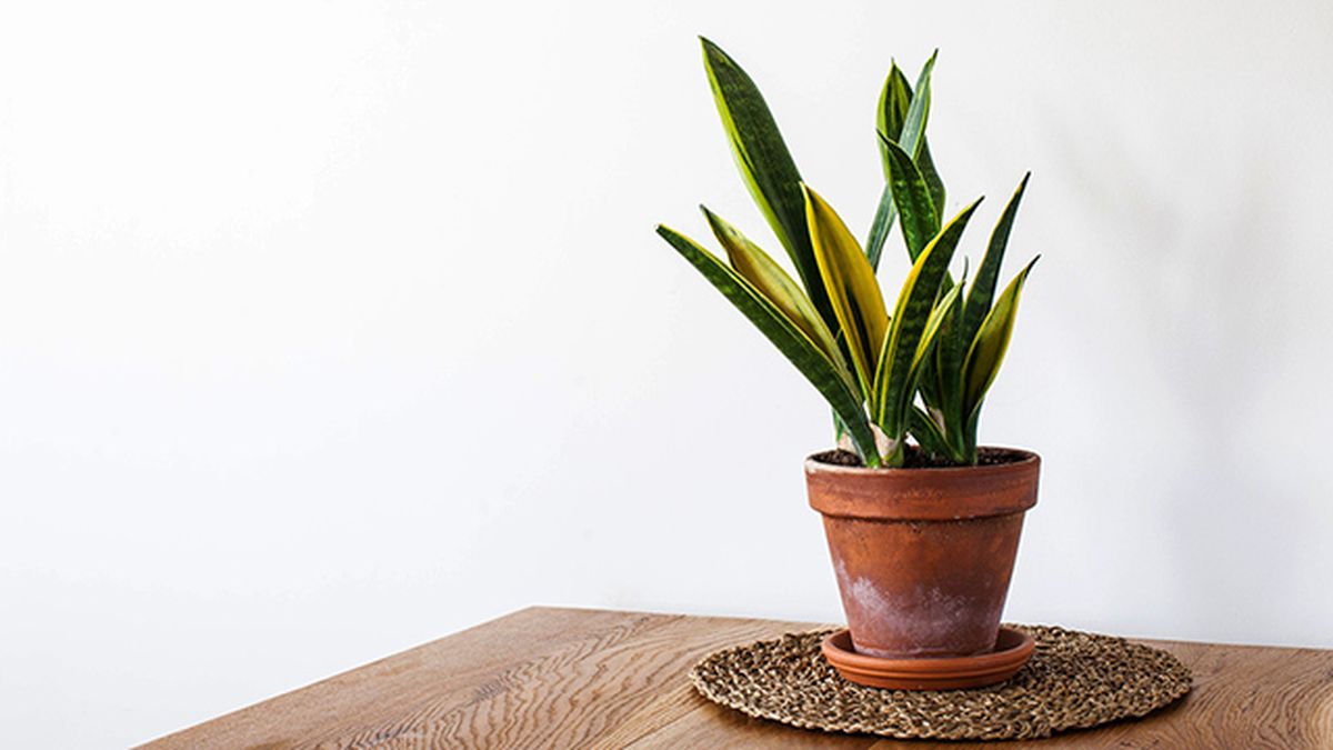 planta sansevieria refrescar hogar