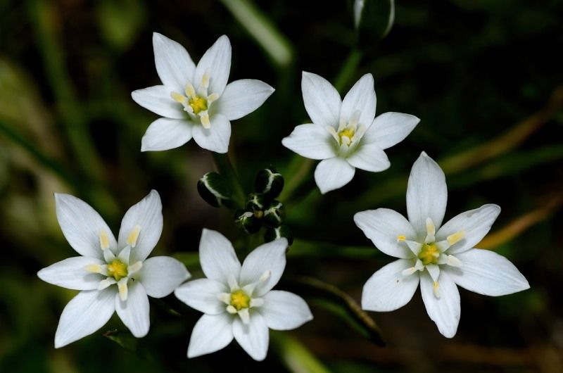 Guarda los bulbos de la Estrella de Belén en guardarlos en algún lugar seco y protegido