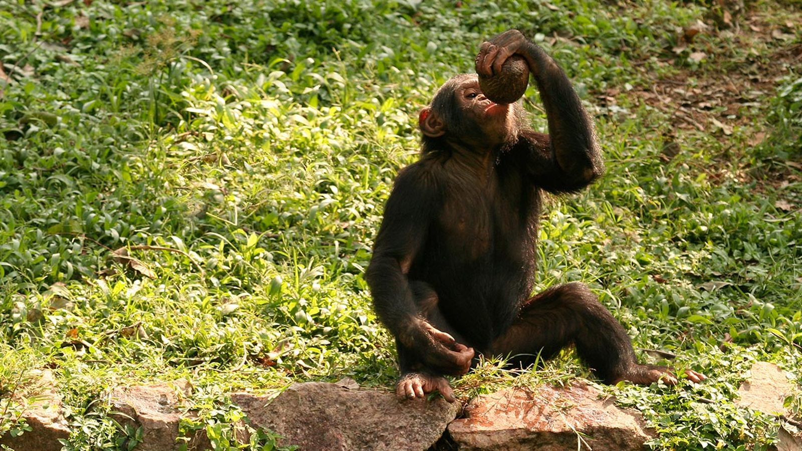 monos alcoholicos 2