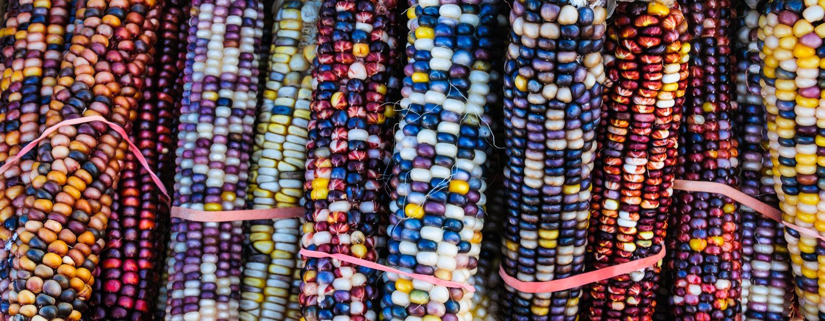 maices de colores