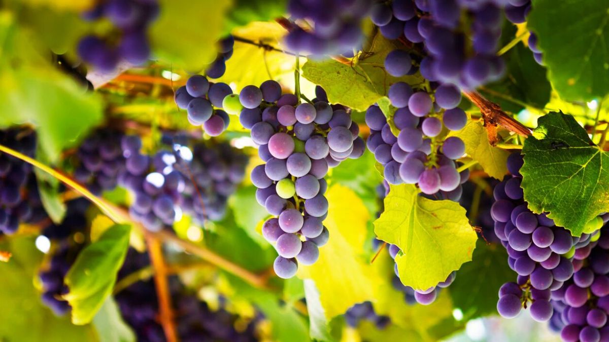 como plantar una parra de uva en el jardin