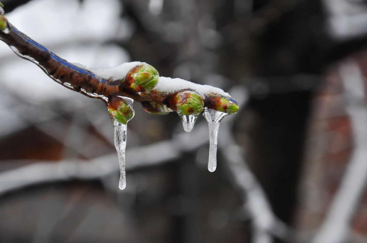 Brotes de primavera en invierno