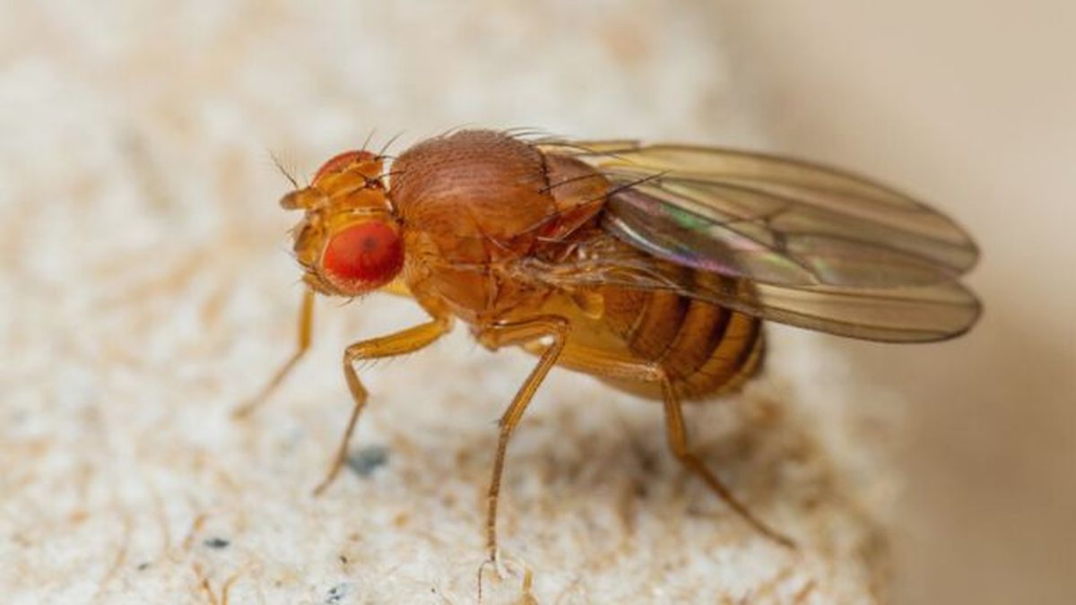 mosca de la fruta ceratitis capitata