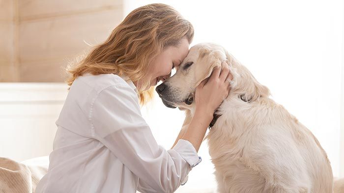 epilepsia perros 5