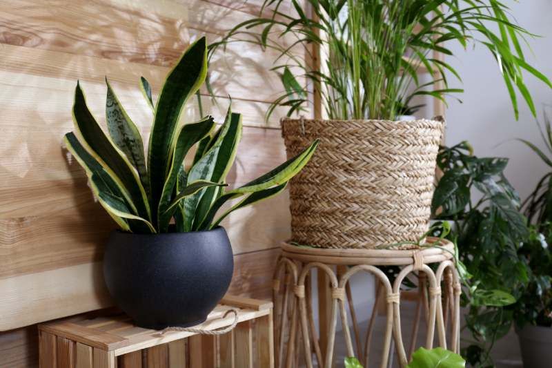 La Sansevieria o lengua de suegra soporta poca luz