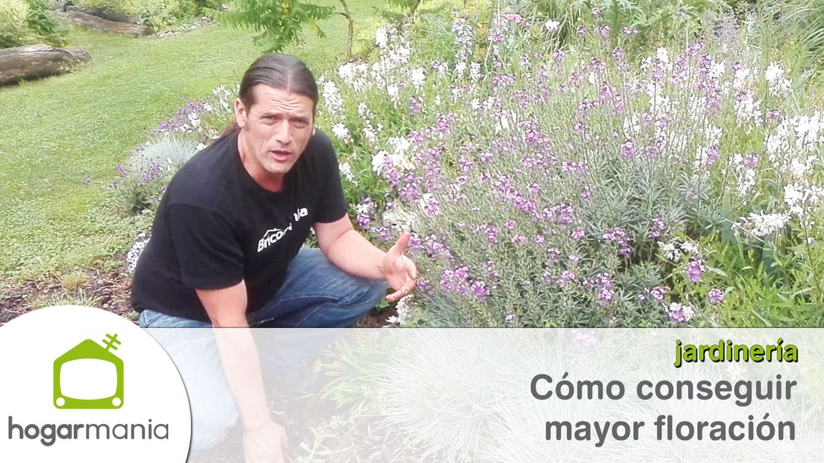 conseguir mayor floracion xl