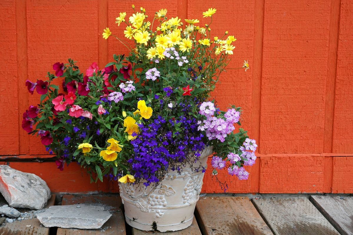 composicion verbenas lantanas xl