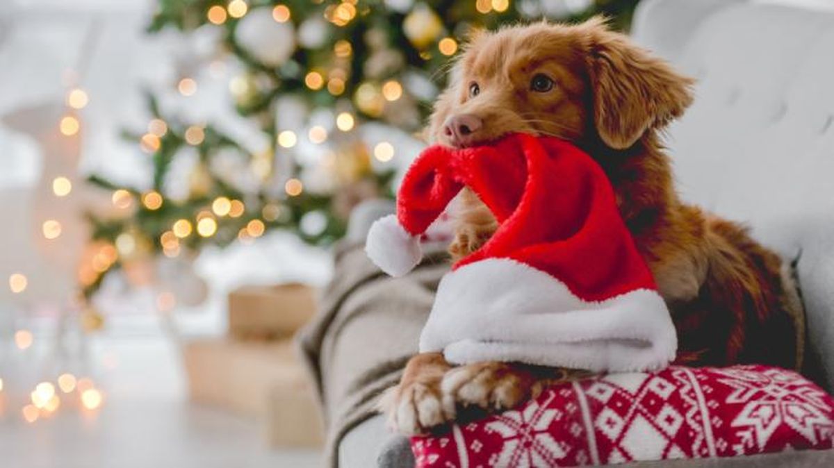 Las alternativas para ellos son los dulces especiales para perros.