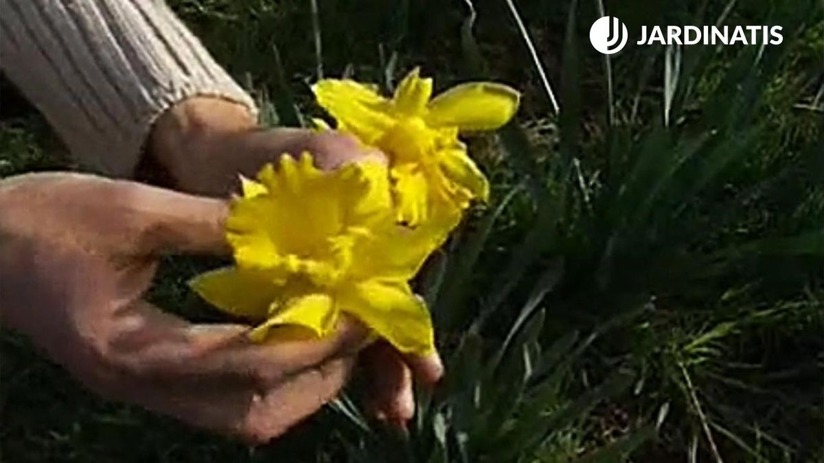 jardin de narcisos flor deco jardin 16