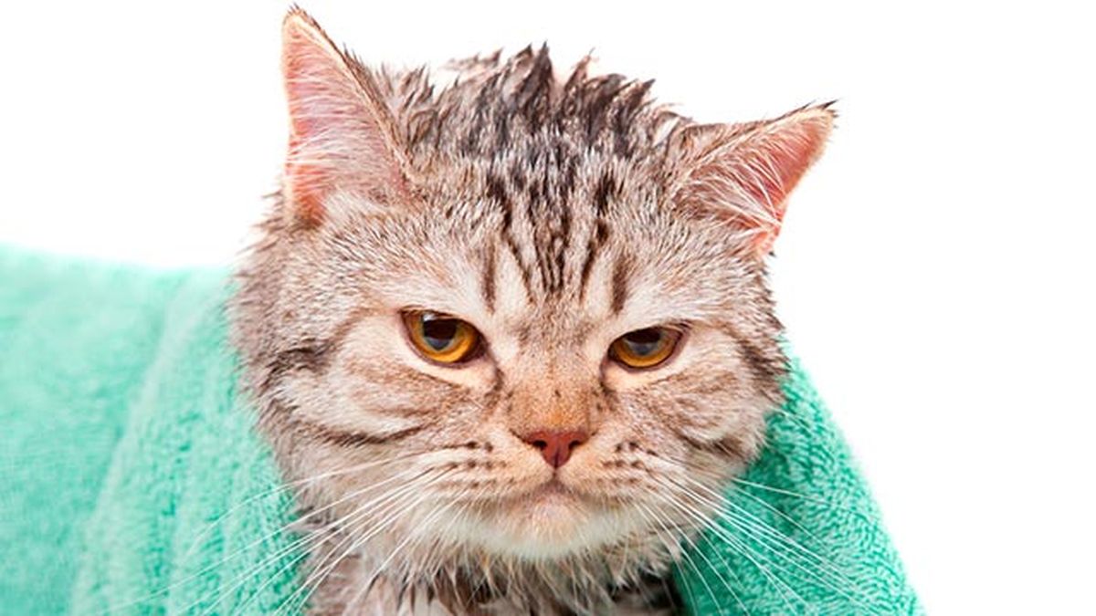 10 fotos de gatos mojados 7