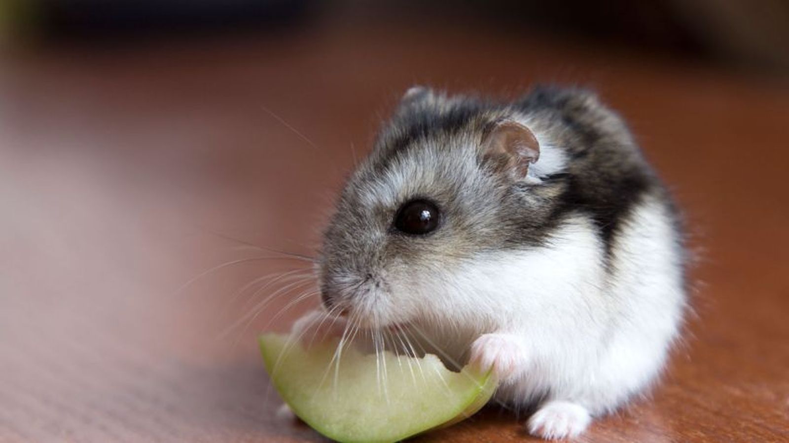 el idioma de los hamster 848x477x80xX[1]