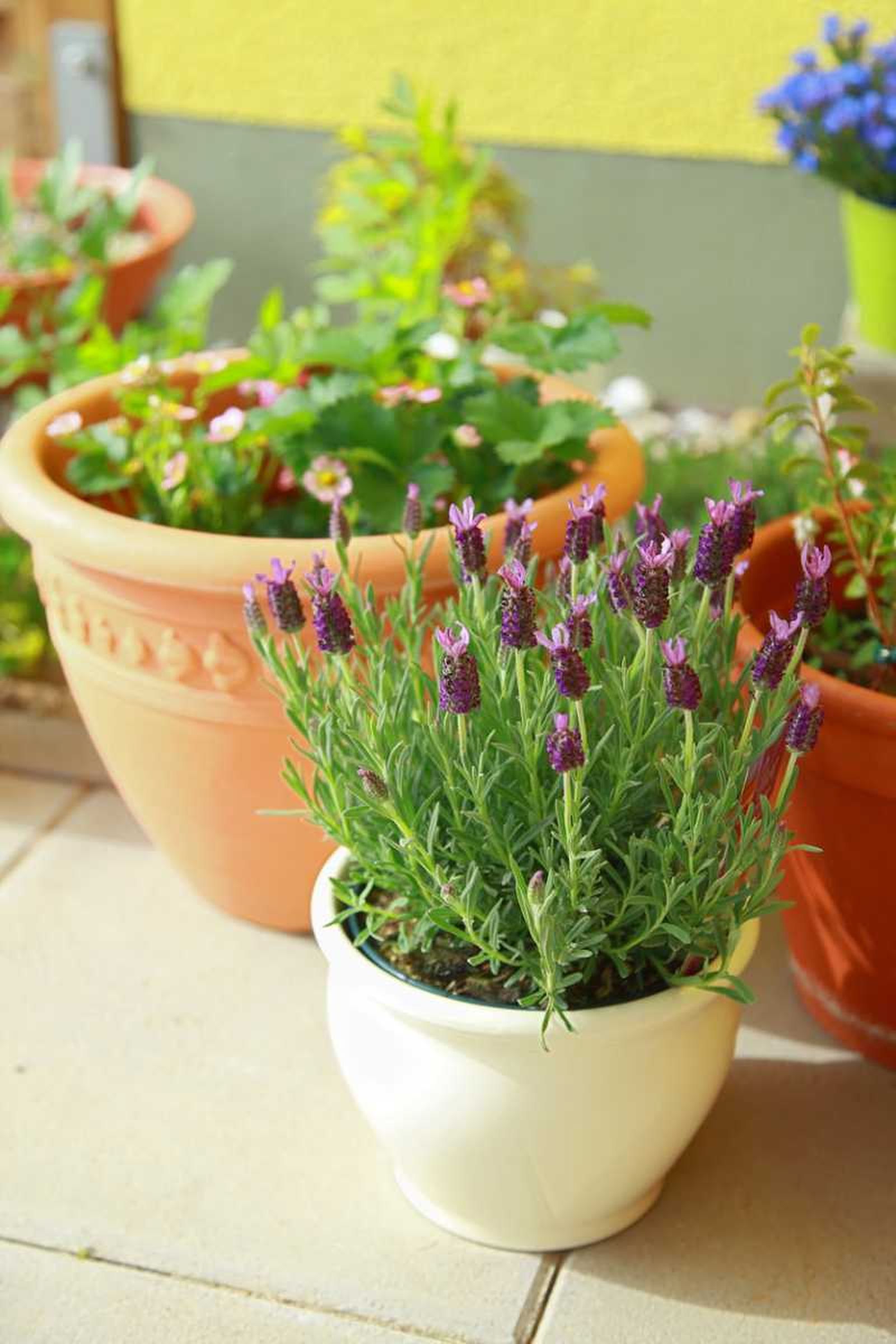 La lavanda aporta un aroma muy agradable.
