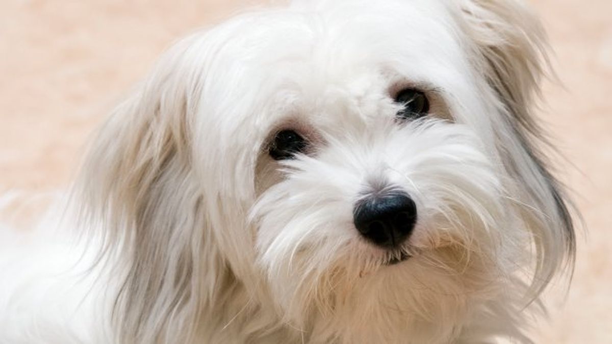 coton de tulear 10