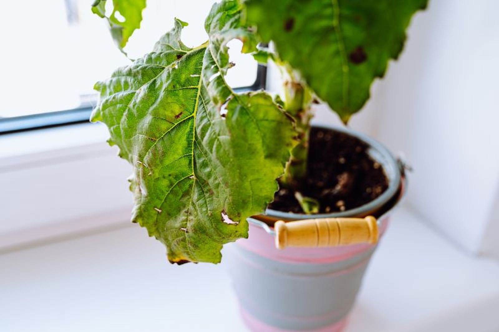 Aisla la planta e identifica qué le ocurre