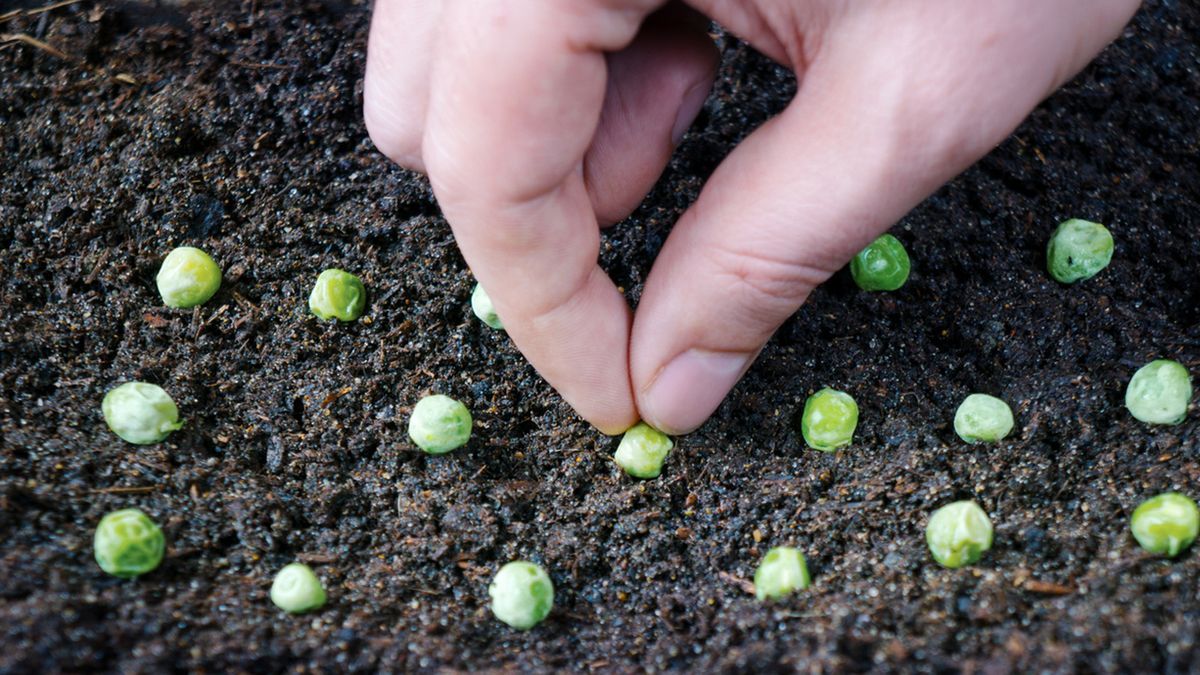 plantar guisantes en diciembre