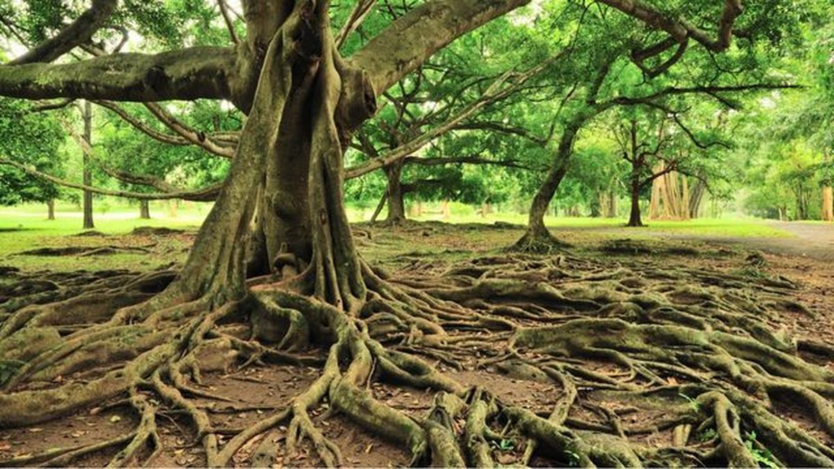 partes de un arbol raices