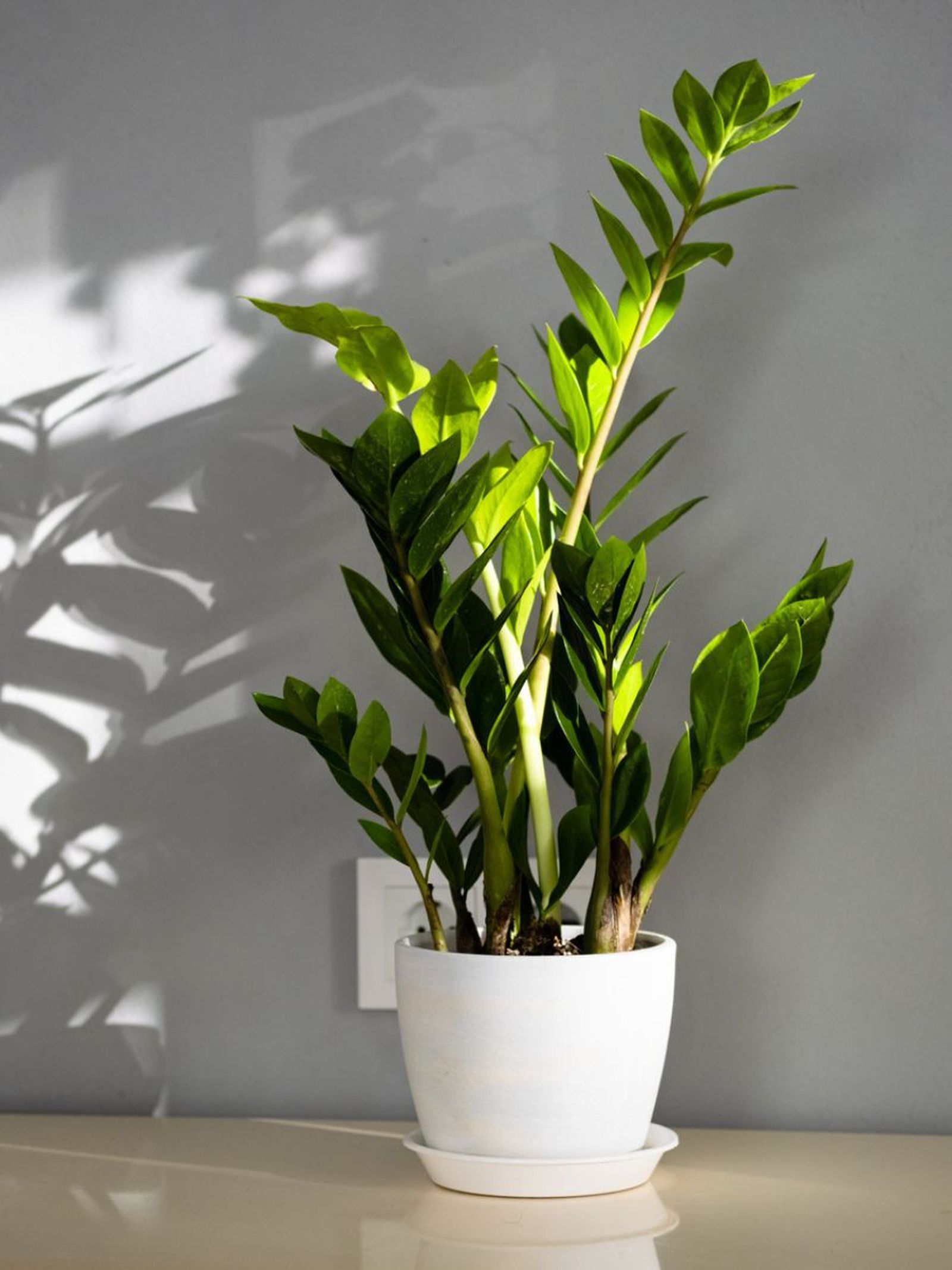 cuidados de la planta zamioculca