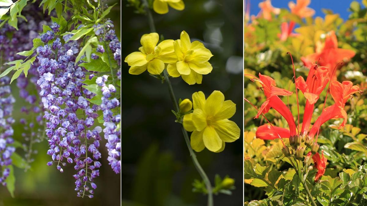glicina jasminum  nudiflorum bignonia capensis trepadora flor otono invierno