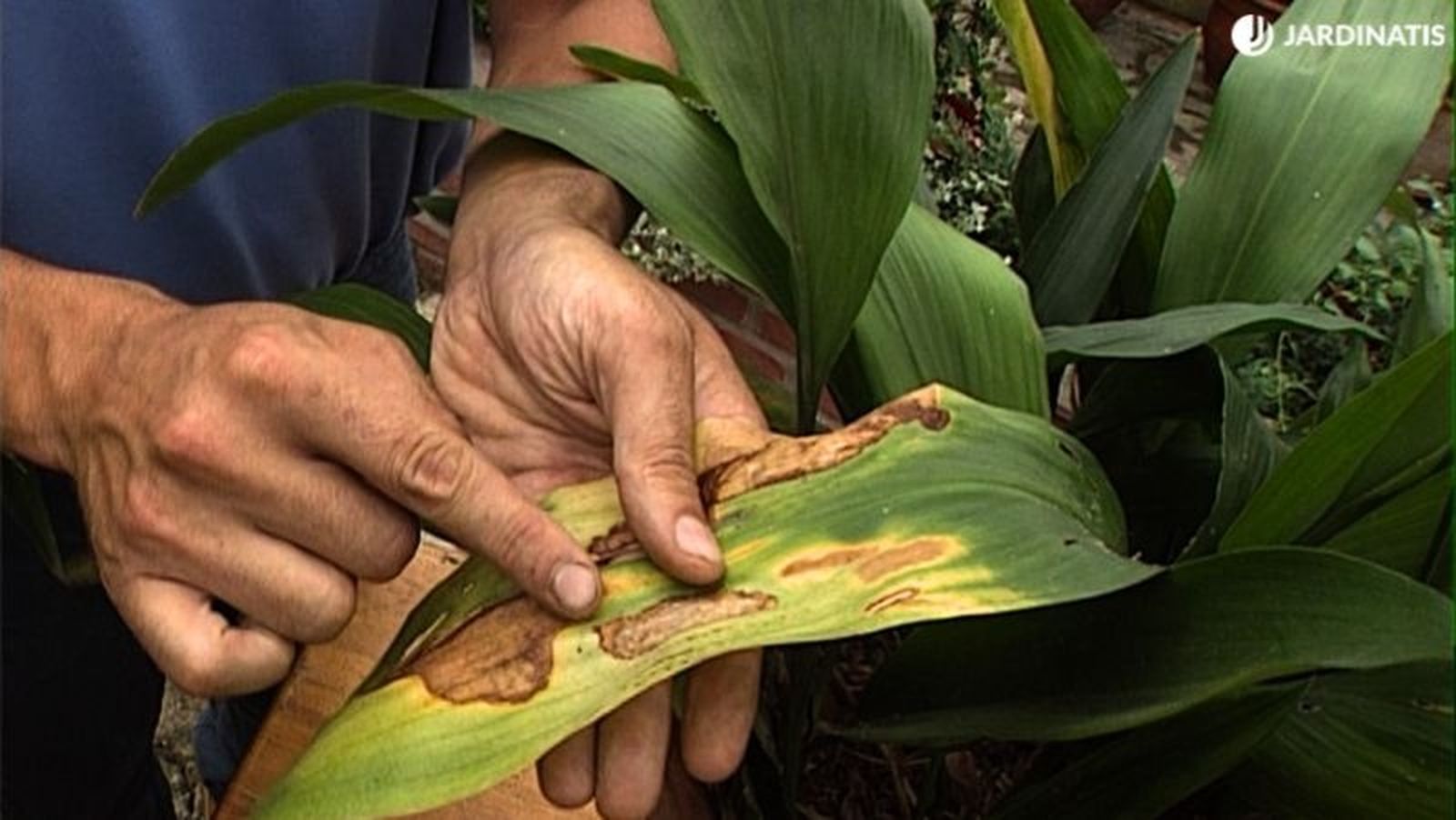 Hoja con quemadura