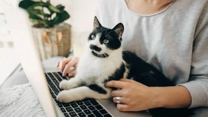frases de gatos 2