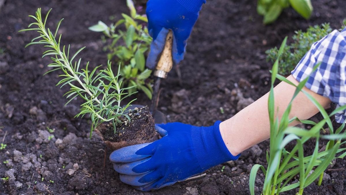 plantas beneficios huerto jardin aromaticas