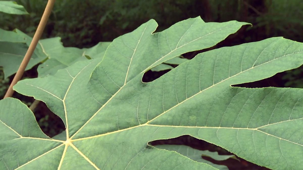 deco 696 jardineria plantas vivaces hoja grande tetrapanax
