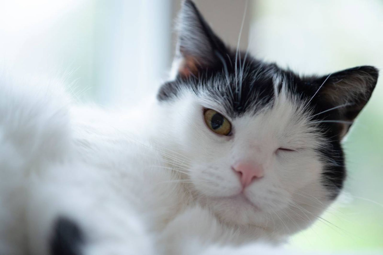 El parpadeo lento consiste en entrecerrar los ojos y parpadear lentamente.