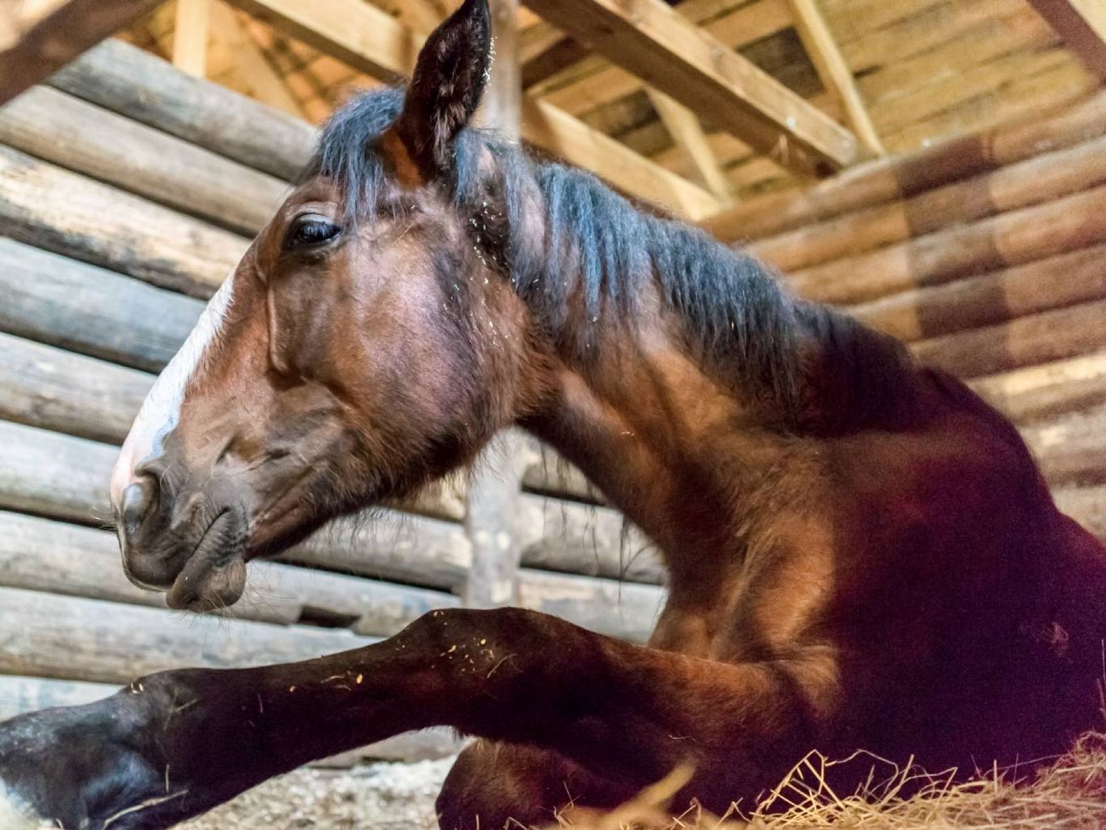 Su forma de dormir es muy diferente a la de los seres humanos.