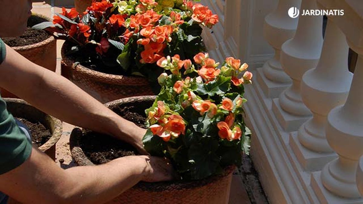 decorar terraza begonia alegria plantar begonia deko 0250 jardineria