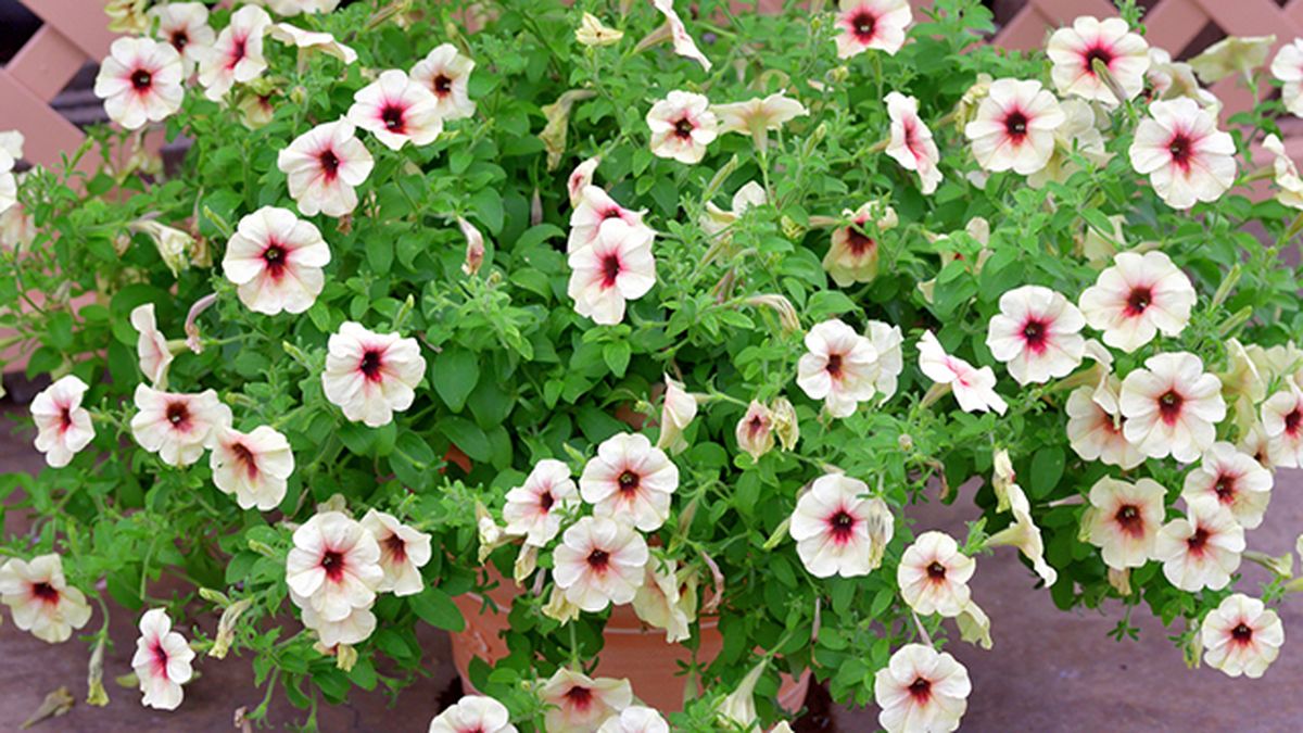 diferencia entre surfinias petunias