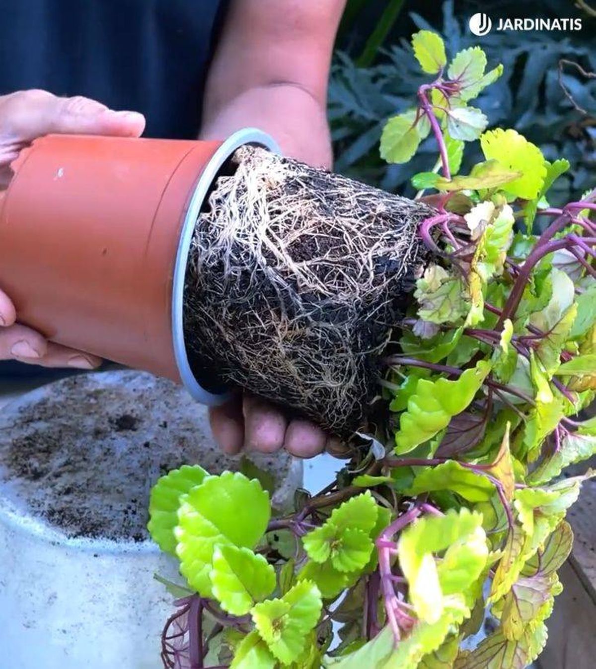 sistema radicular de la planta del dinero