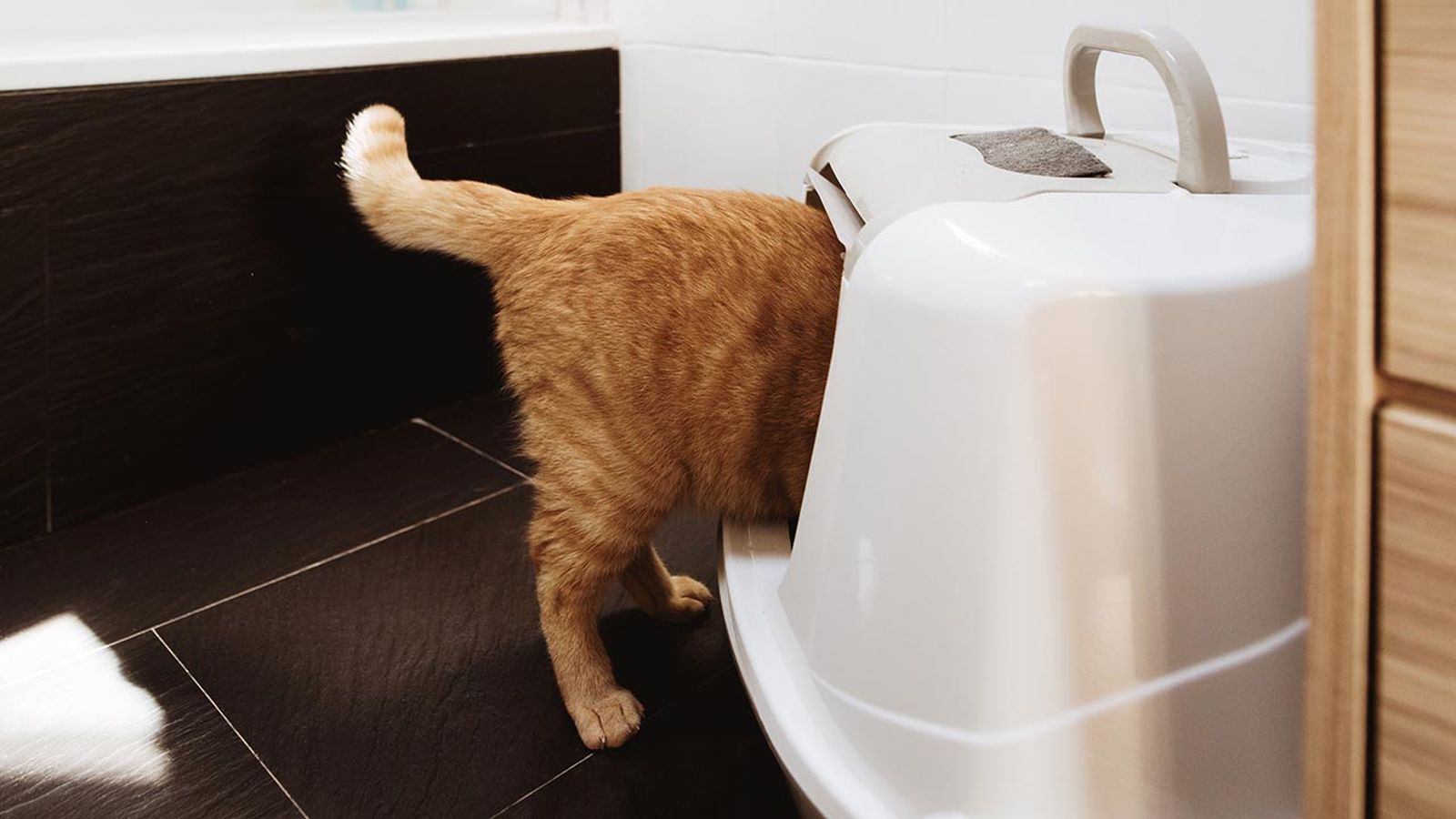 gato usar wc 2