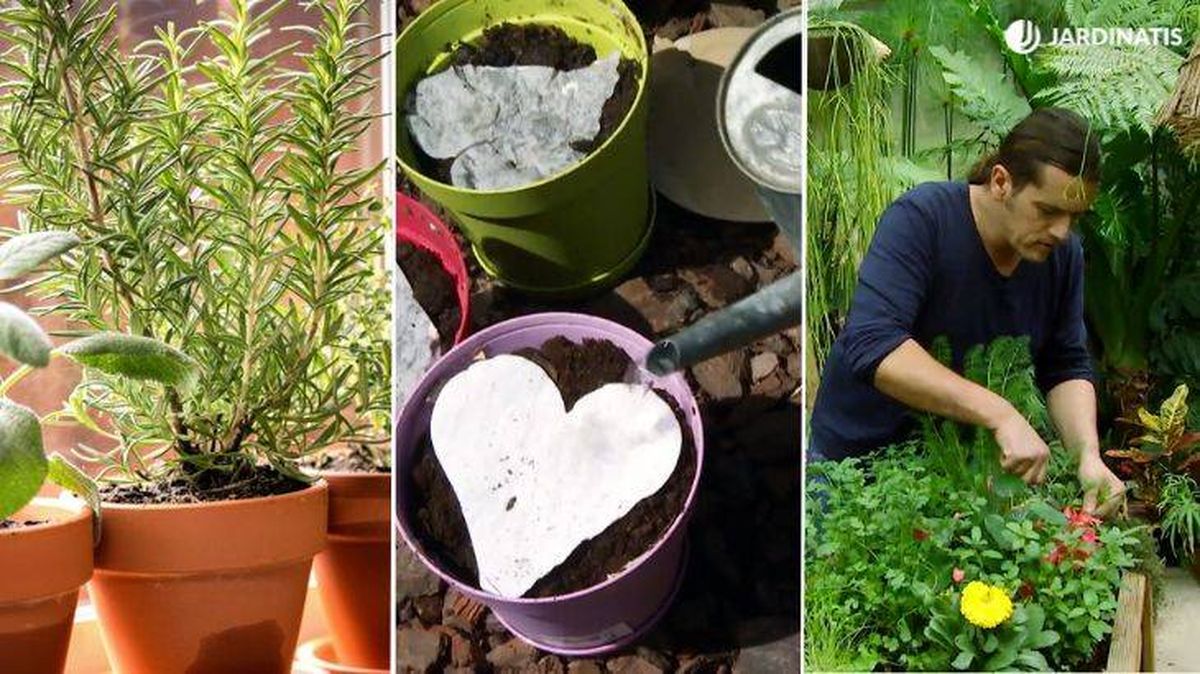 donde cultivar plantas aromaticas 1