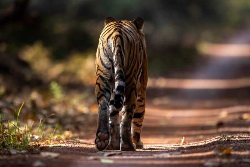 Pero Nepal no quiere reducir su núcleo de acción a los tigres.