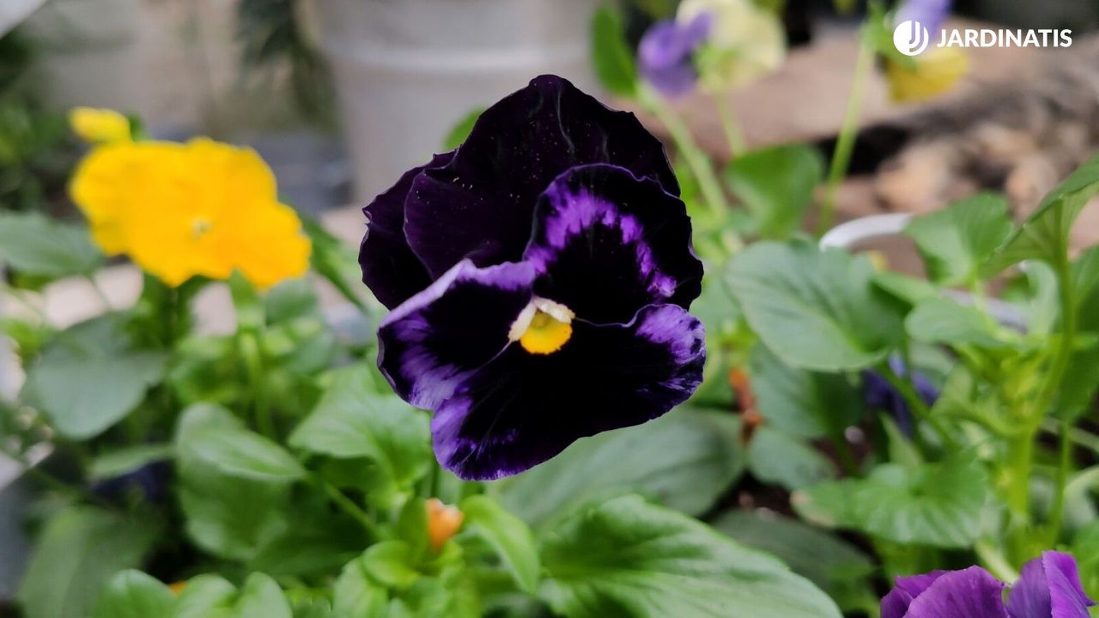 pensamiento viola wittrockiana xl jardinatis