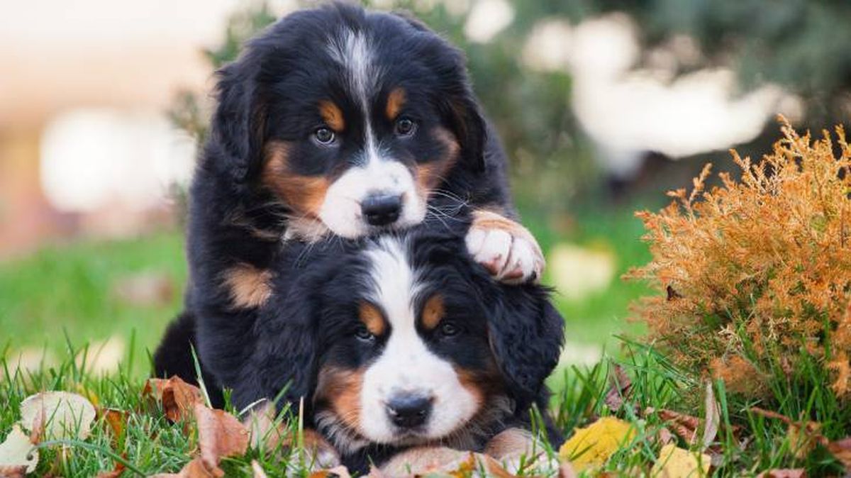 boyero de berna cachorros